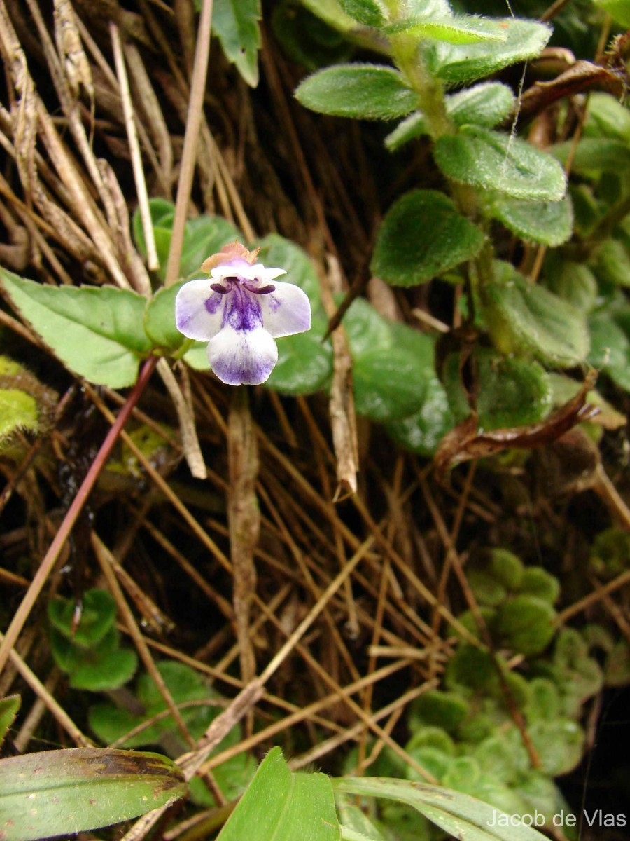 Torenia courtallensis Gamble